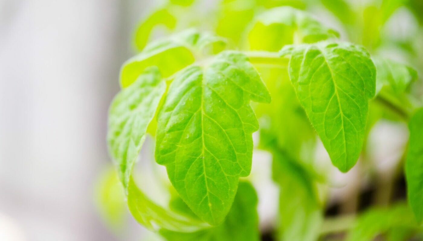 Листья у рассады томатов скручиваться перестанут:  5 ошибок, которые мешают развиваться растениям