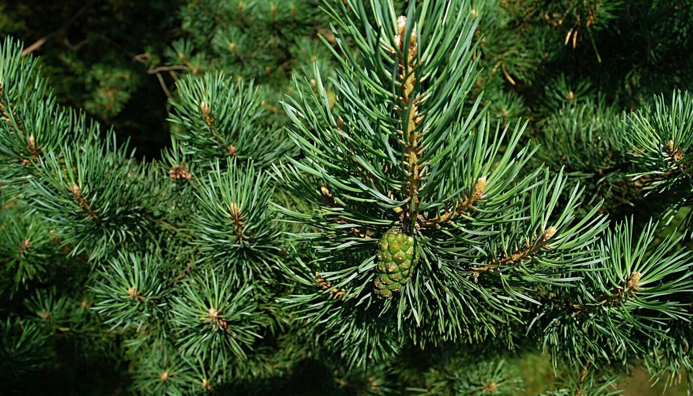 Компактные хвойные деревья для дачного участка: сказочные растения для вашего сада