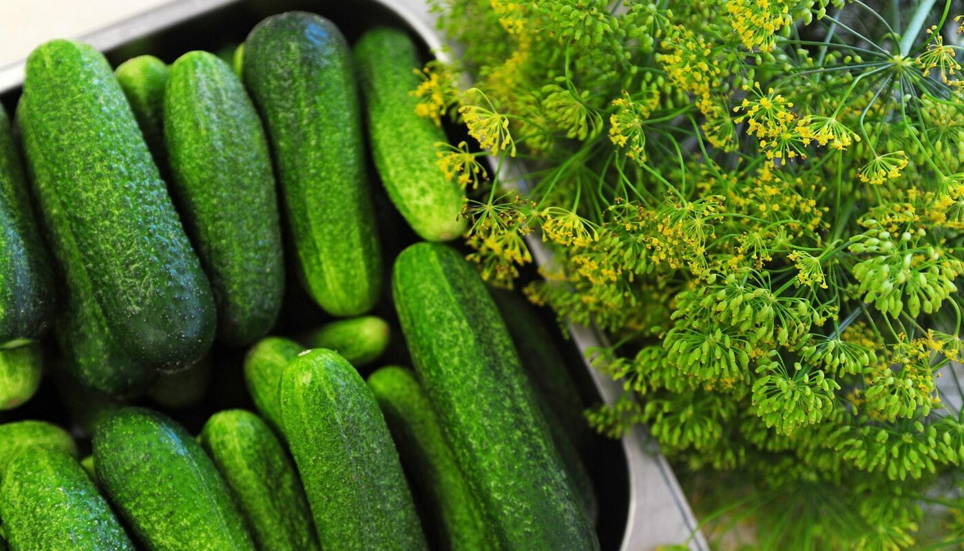 Собираю огурцы ведрами: секрет успешного выращивания культуры даже на маленьком огороде