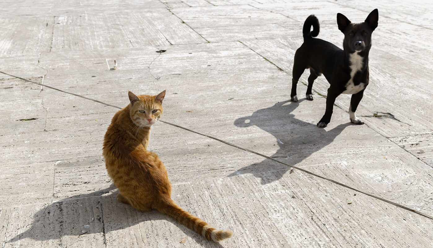 В Вологодской области изменятся правила содержания домашних животных
