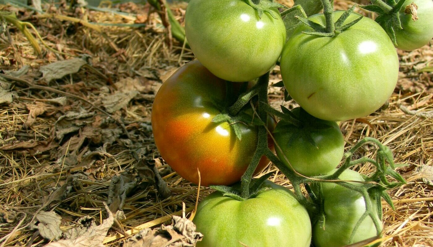 Томаты краснеют неравномерно и остаются зелеными у плодоножки: основные ошибки в уходе