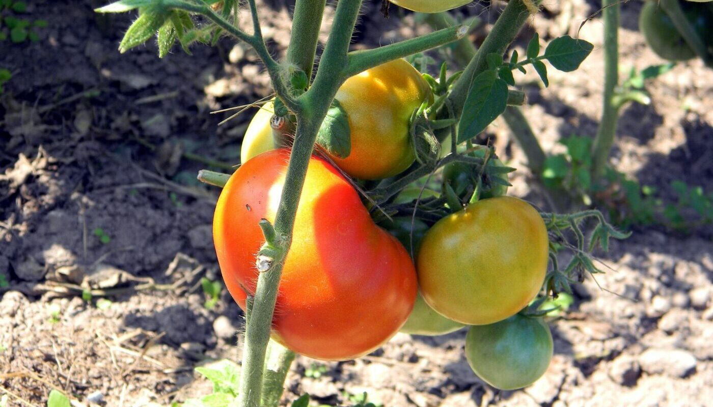 Скороспелые сорта томатов: крепкие, низкие и супер-урожайные