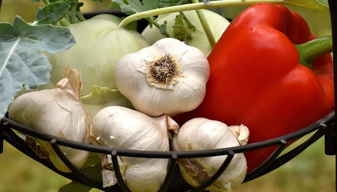 Крупные головки озимого чеснока будут обеспечены: питательная смесь для молодых растений