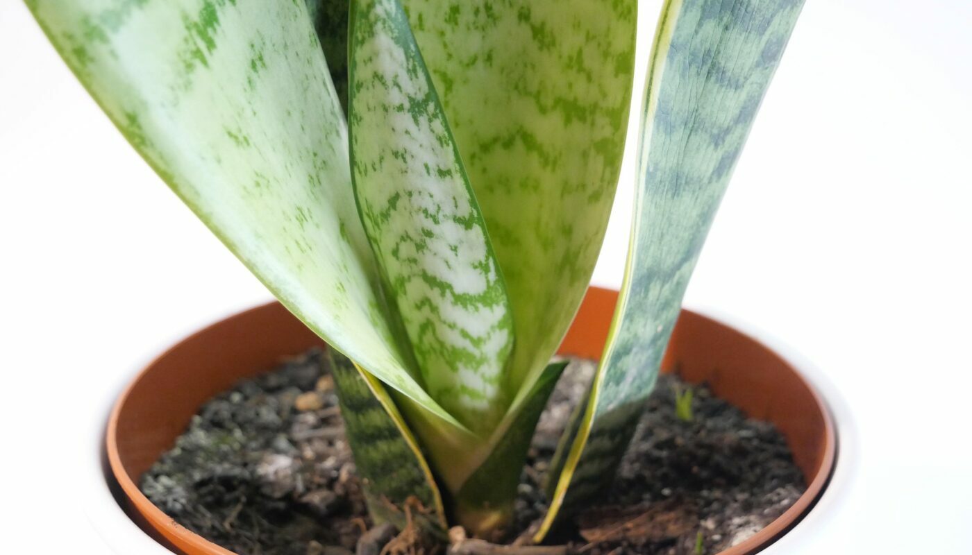 Комнатные цветы – компаньоны: эти растения могут расти в одном горшке