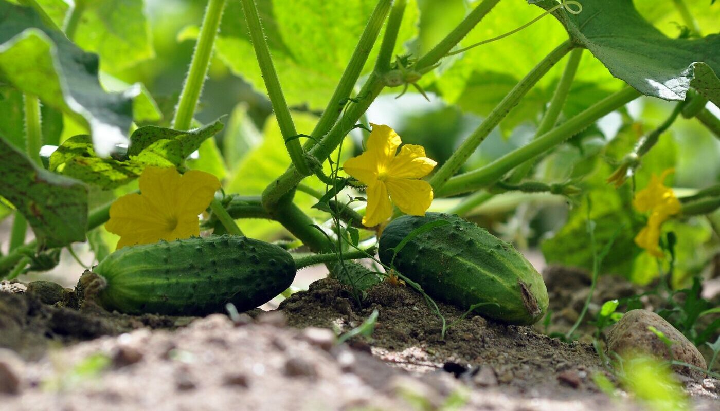 Мучнистая роса на огурцах: эти средства помогут вылечить растения