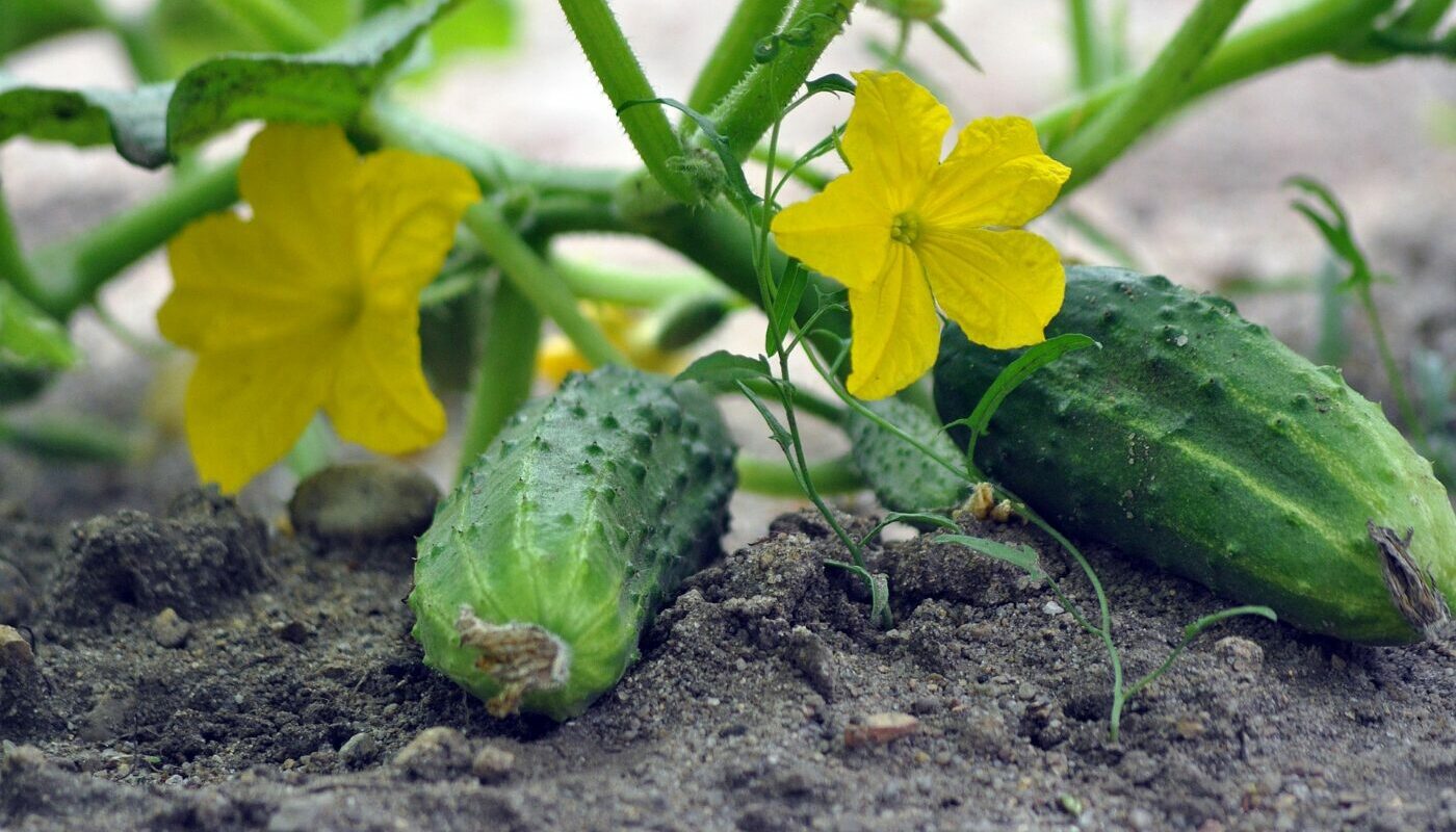 Огурцы горчить перестанут: что вызывает неприятный вкус у плодов этой культуры