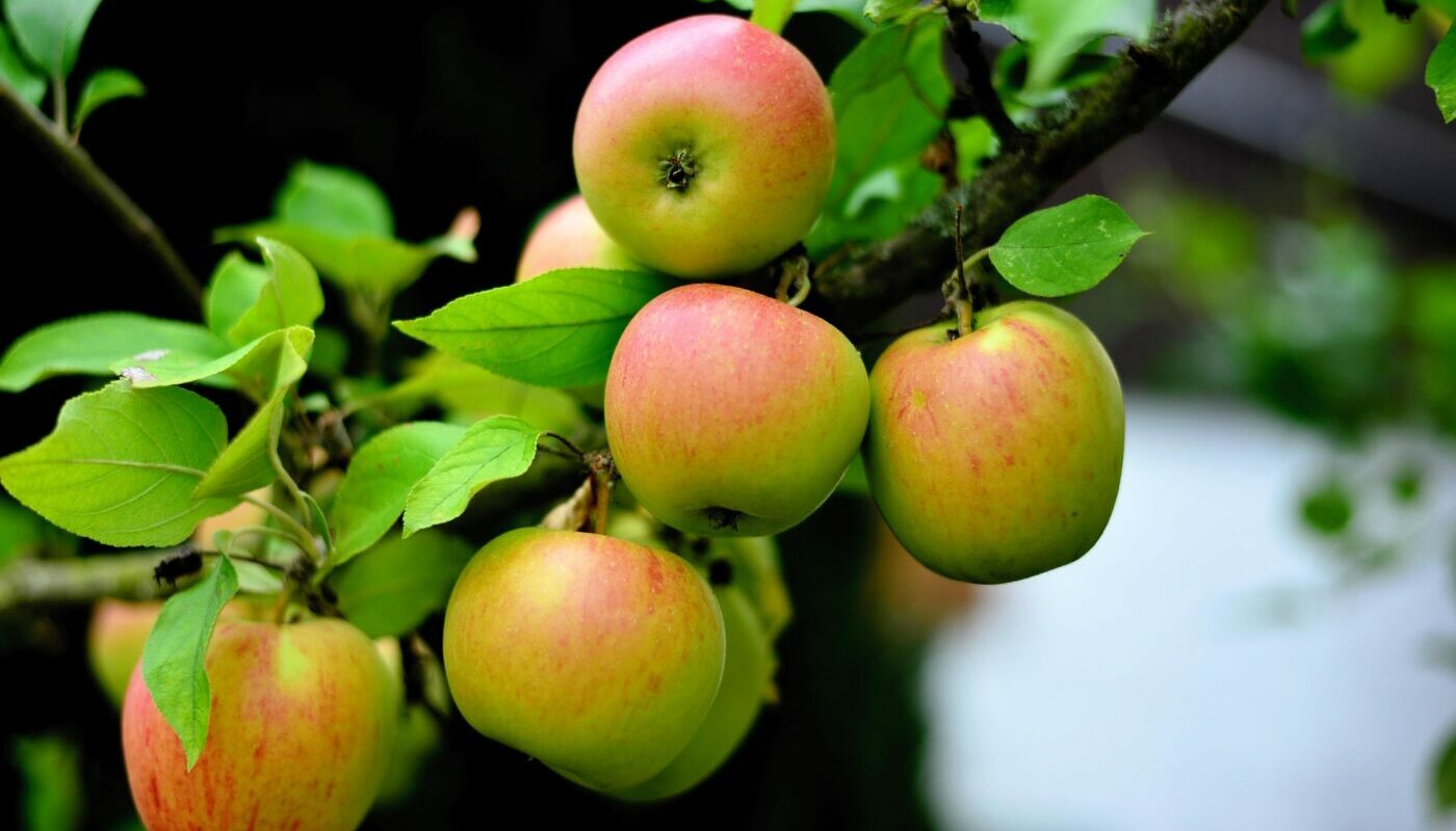 Болтушка для лечения коры на яблонях: что делать если дерево погрызли грызуны
