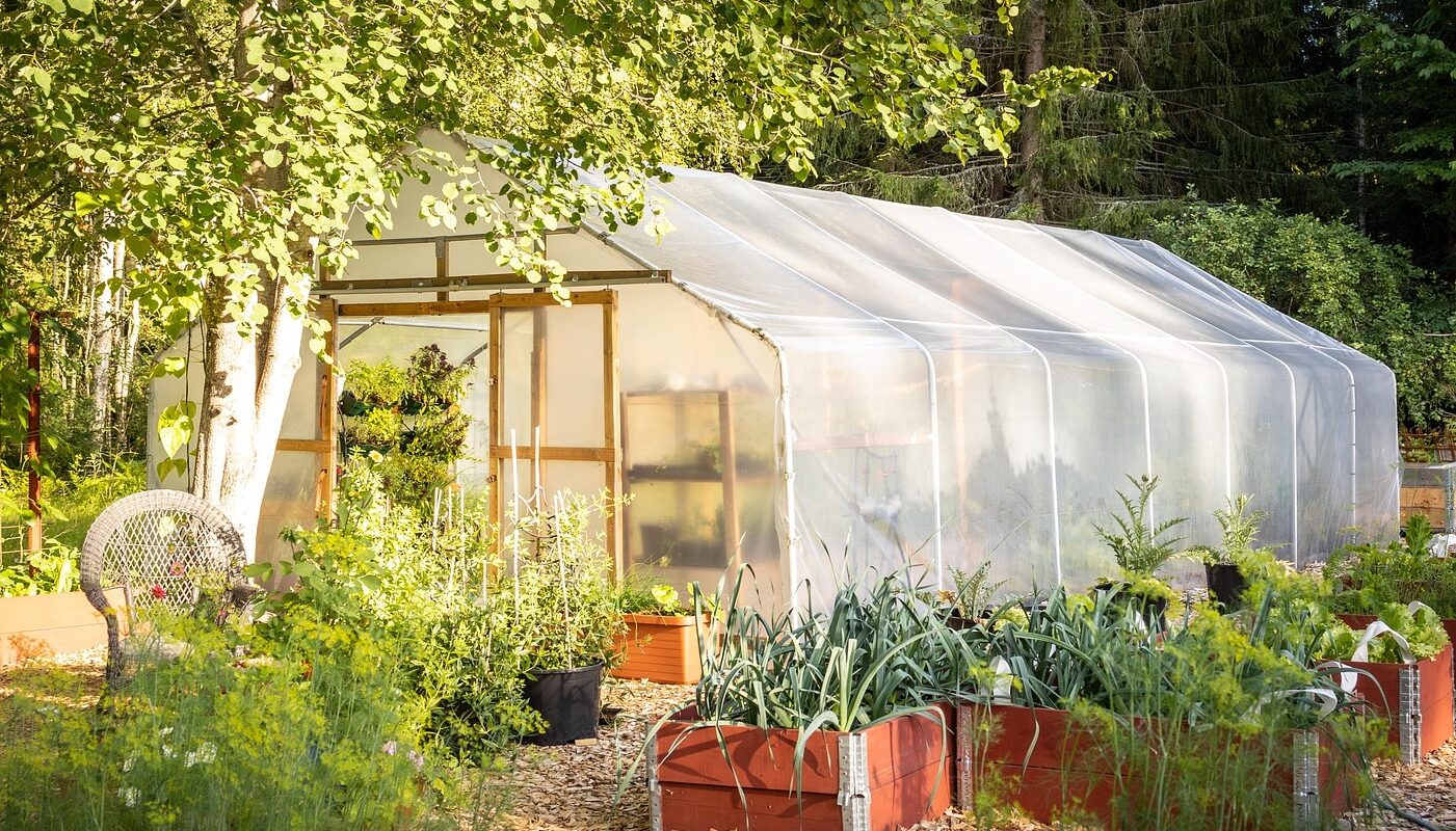 Готовим теплицы к новому сезону: уничтожаем фитофтору и прочие инфекции