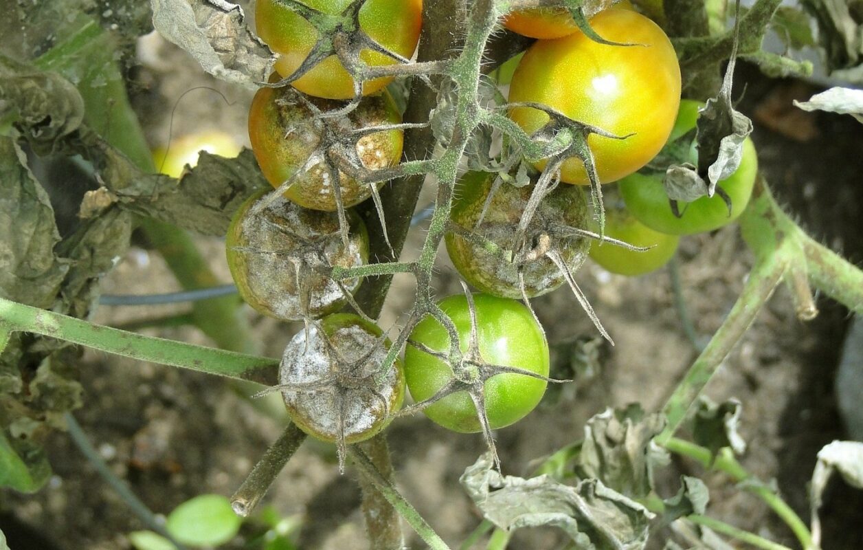 Дешевое средство для профилактики грибковых заболеваний на плодовых деревьях и фитофторы на томатах