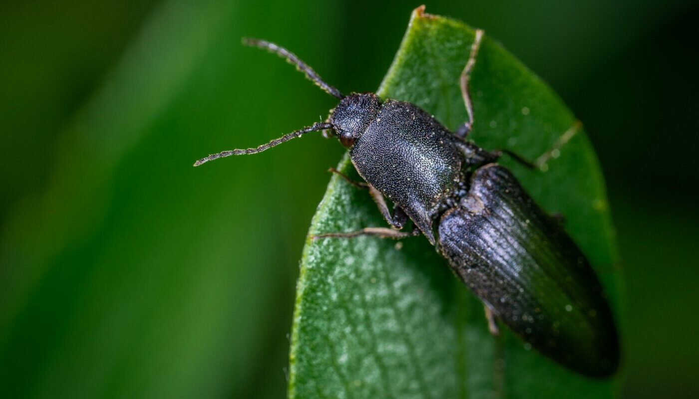 Проволочник больше докучать не будет: два проверенных метода борьбы с вредителем