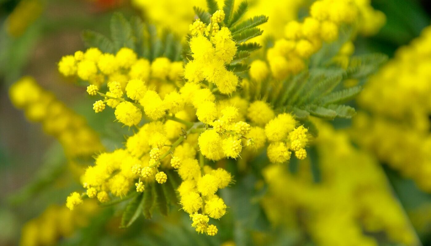 Мимоза на 8 марта