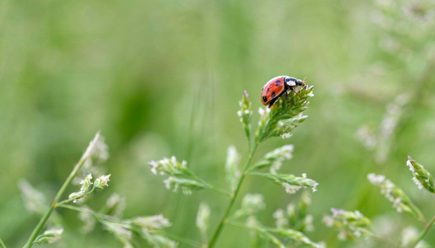 Избавляем дачный участок от сныти: самые эффективные методы для борьбы с сорняком