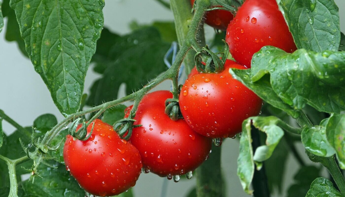 Растение – компаньон: высаживаю на помидорную грядку и собираю в 2 раза больше томатов