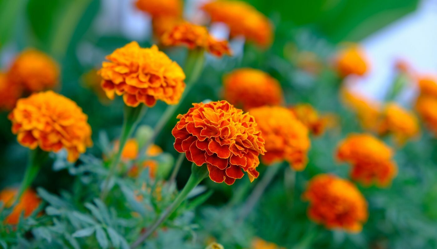 Защитят от вредителей и инфекций: как разместить бархатцы на огороде правильно