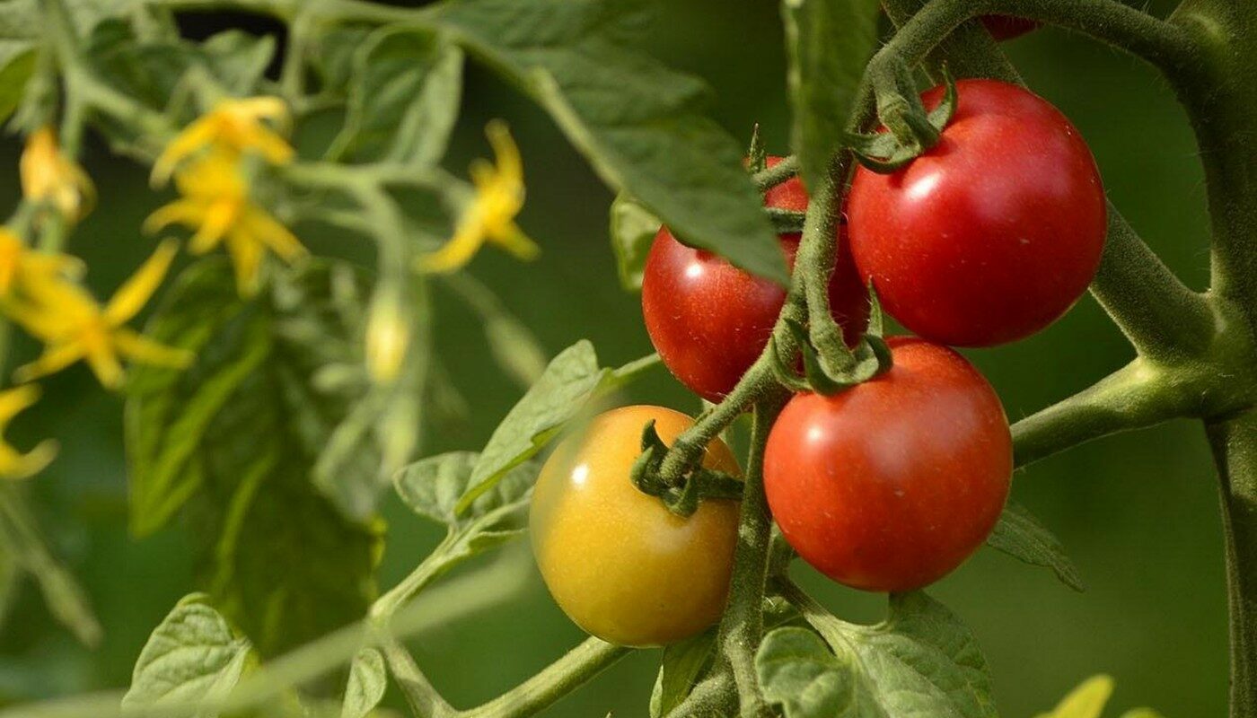 Кладу в лунки под томаты и собираю в два раза больше помидоров: необычная подкормка