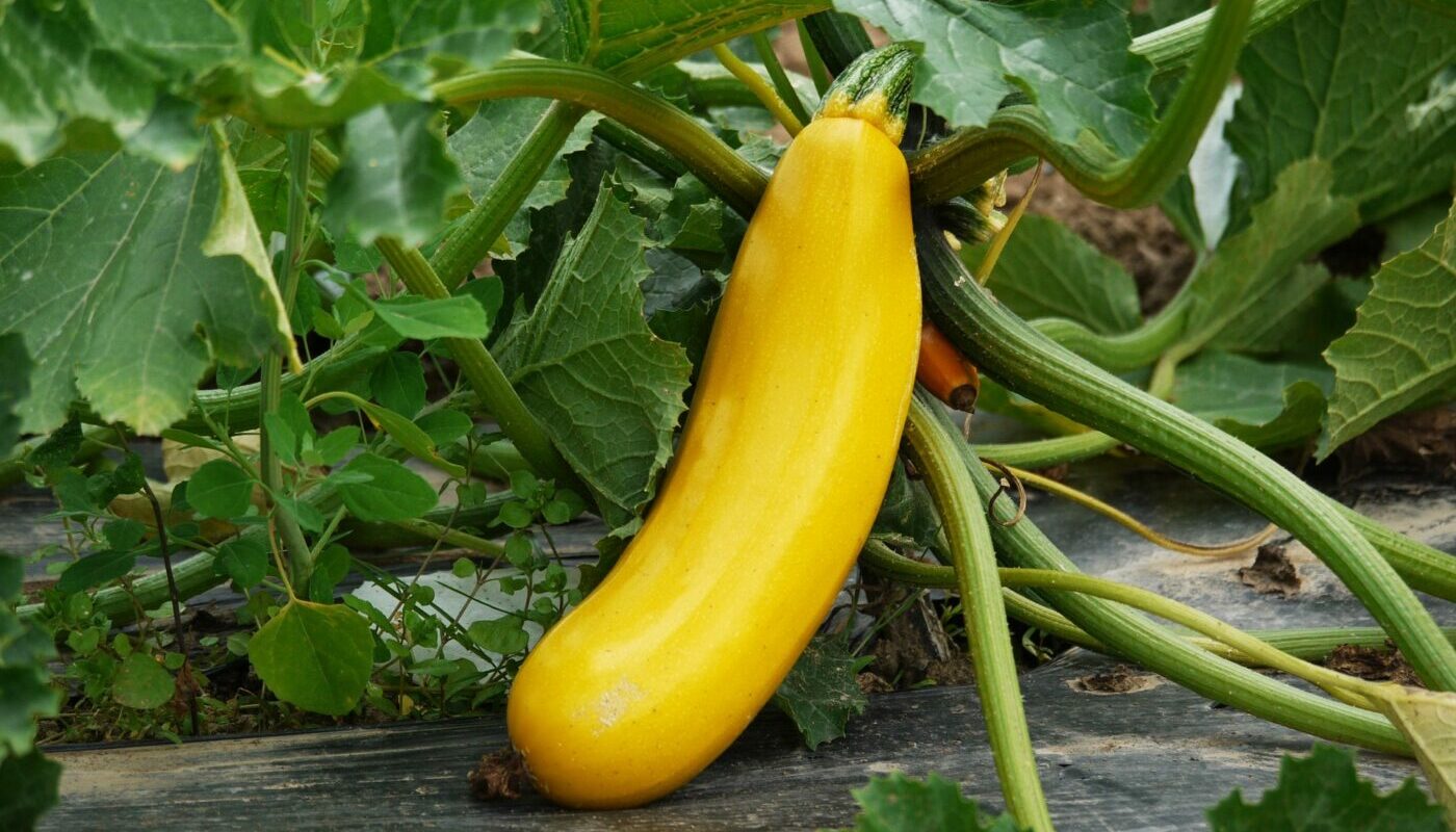 Урожай кабачков на месяц раньше, чем обычно: новый способ выращивания культуры