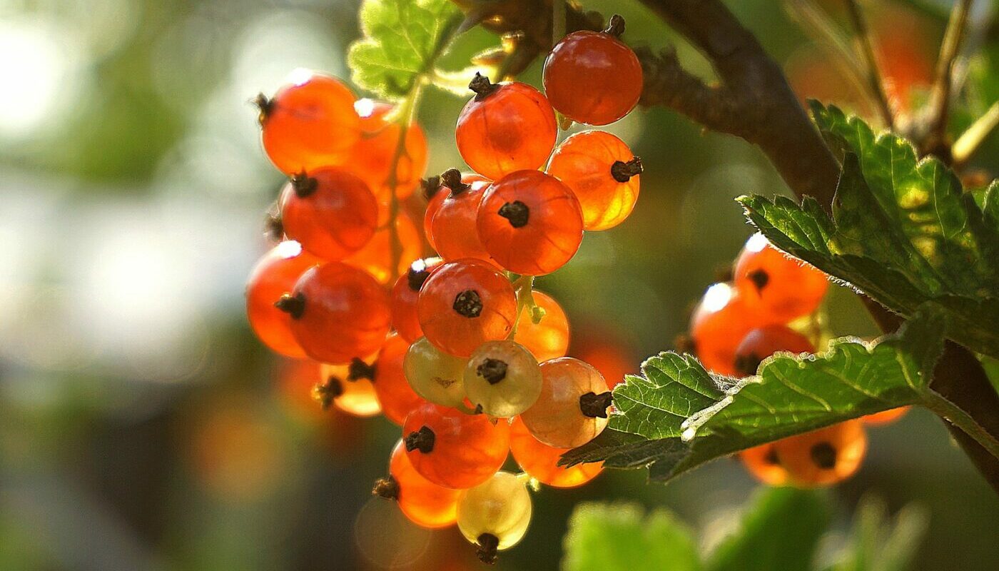Картофель под смородину весной: плюсы и минусы народной подкормки