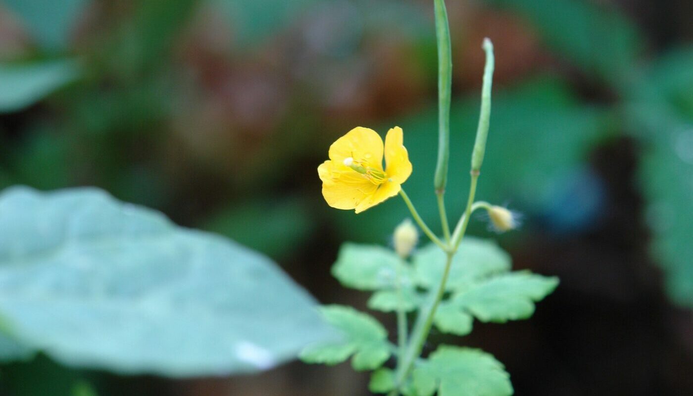 Чистотел на дачном участке: польза и вред от сорного растения