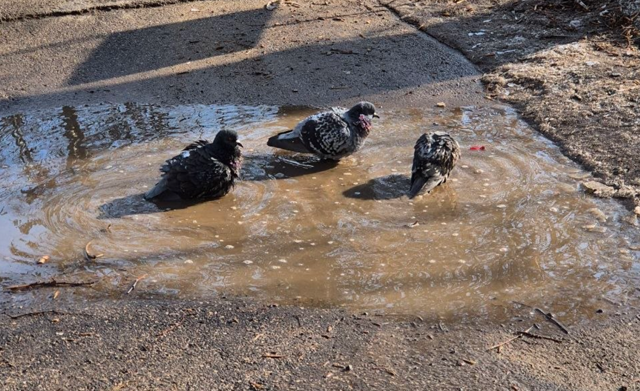 Россиян предупредили о штрафах за кормление голубей