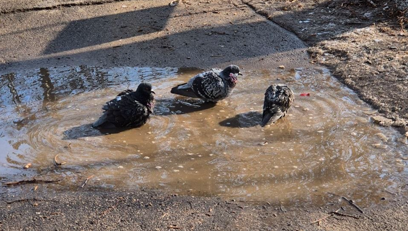 Россиян предупредили о штрафах за кормление голубей