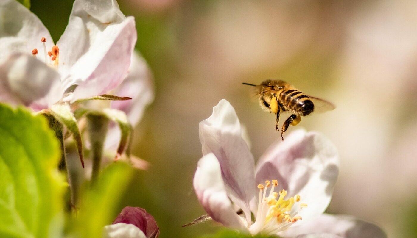 Для обильного урожая яблок, груш и слив: эту смесь нужно внести под деревья ранней весной