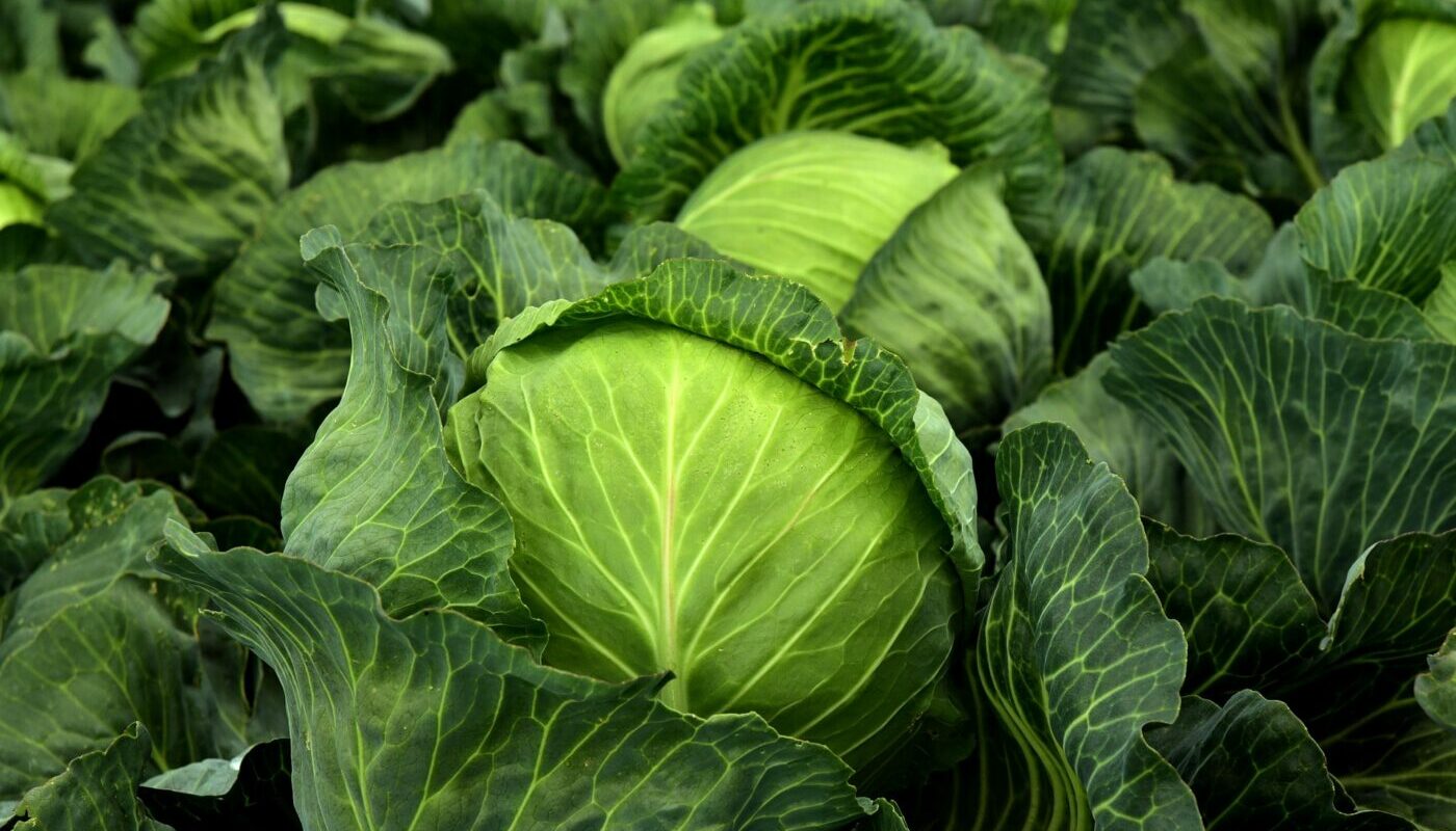 Кочаны без изъяна: эти простые хитрости помогут защитить капусту от вредителей
