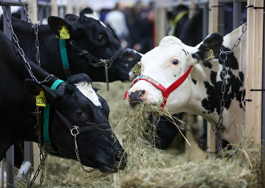 Фермеров лишают дела всей жизни из-за инфекций