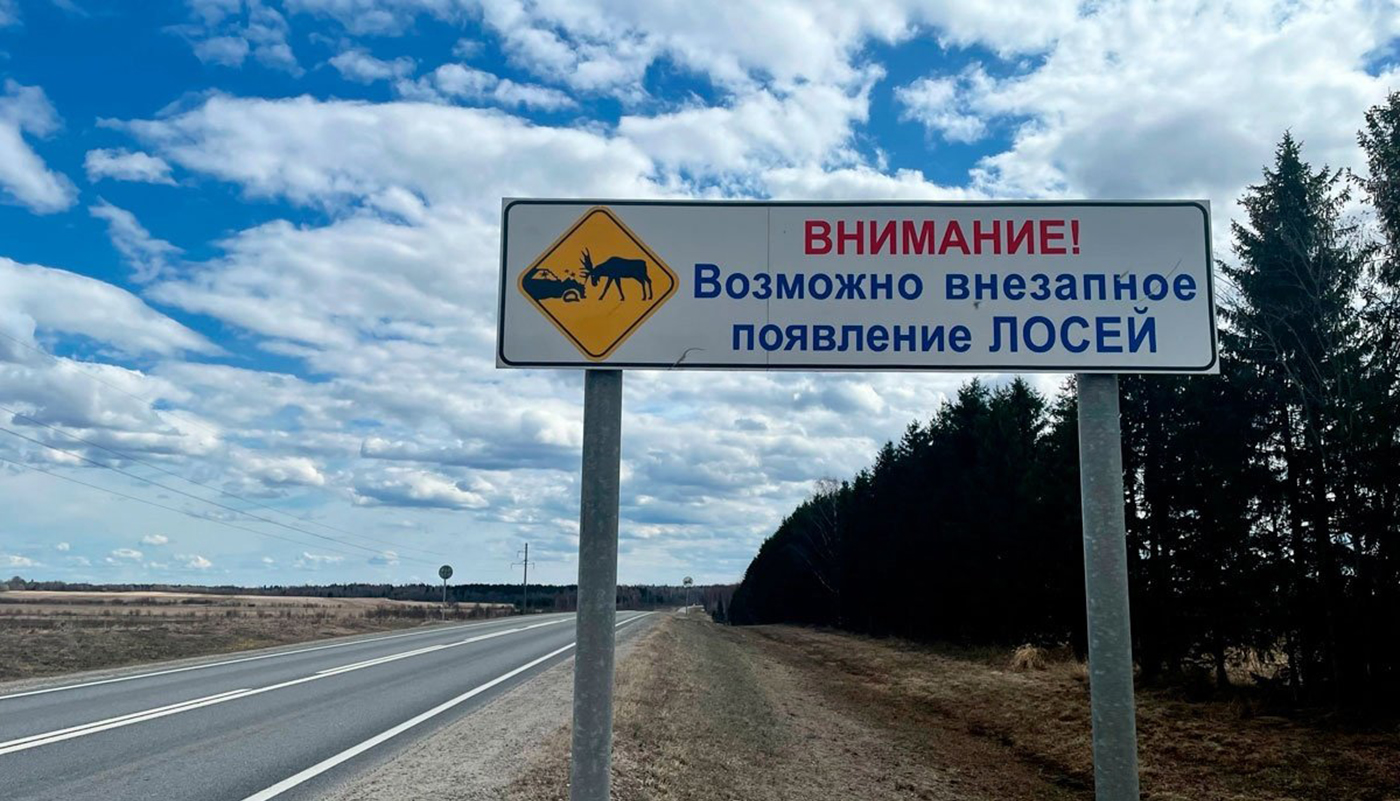 На дороги Вологодчины начали массово выходить лоси