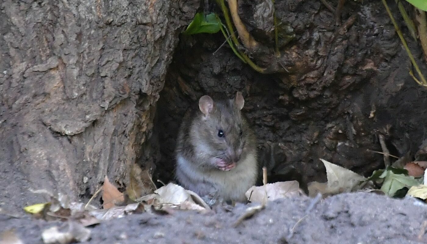 Народный метод изгонит мышей и крыс из дачного дома: без отравы и прочих опасностей