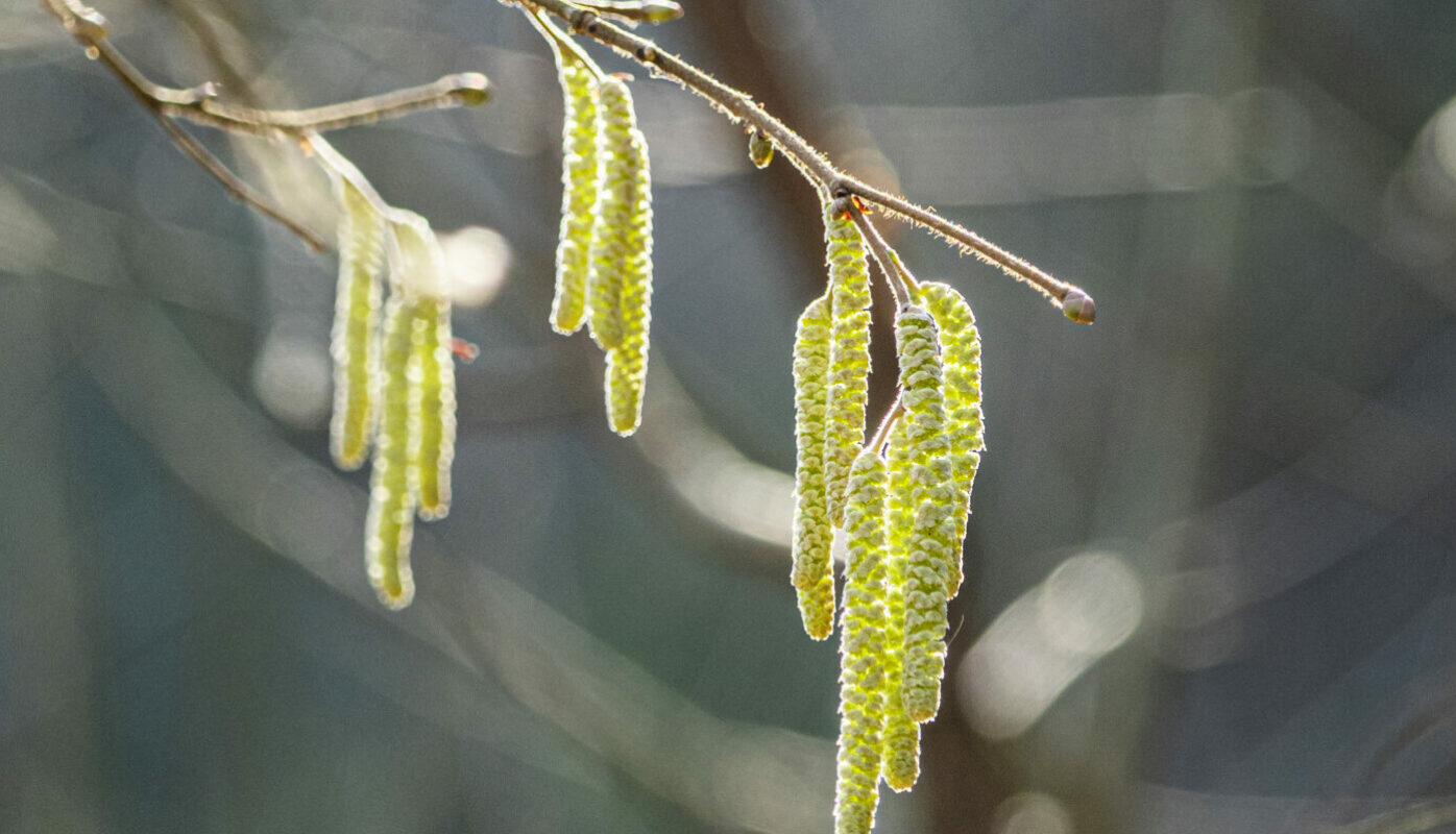«Ольховые смотрины» или Иосифов день: строгий запрет на праздник 17 апреля 2026, который обернется злом