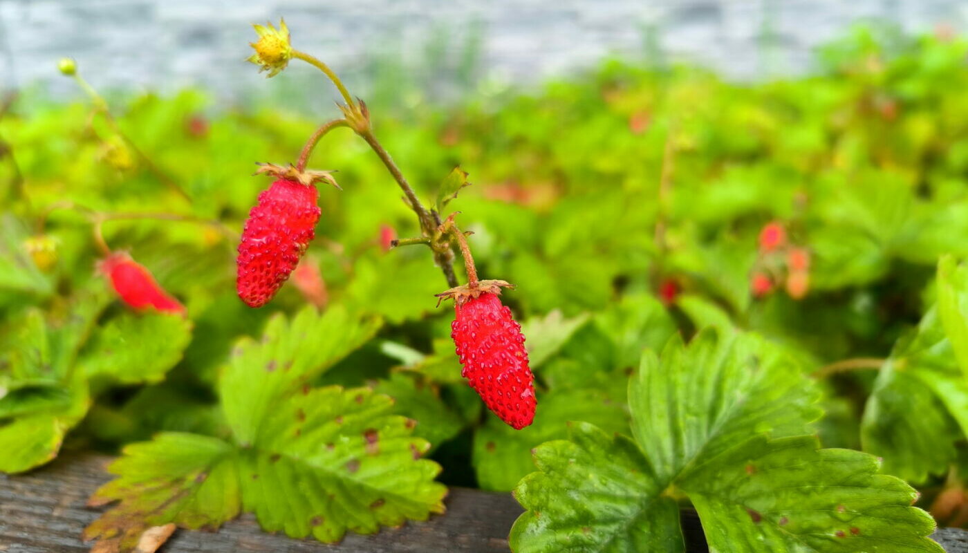 Огород для лентяев: эти многолетники помогут собрать урожай без возни с грядками