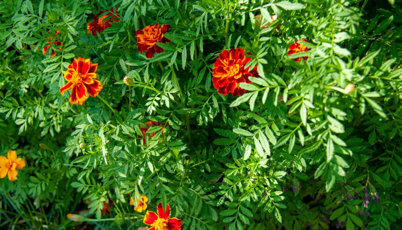 Бархатцы наносят вред огороду: что нужно учитывать при выращивании цветов на грядках
