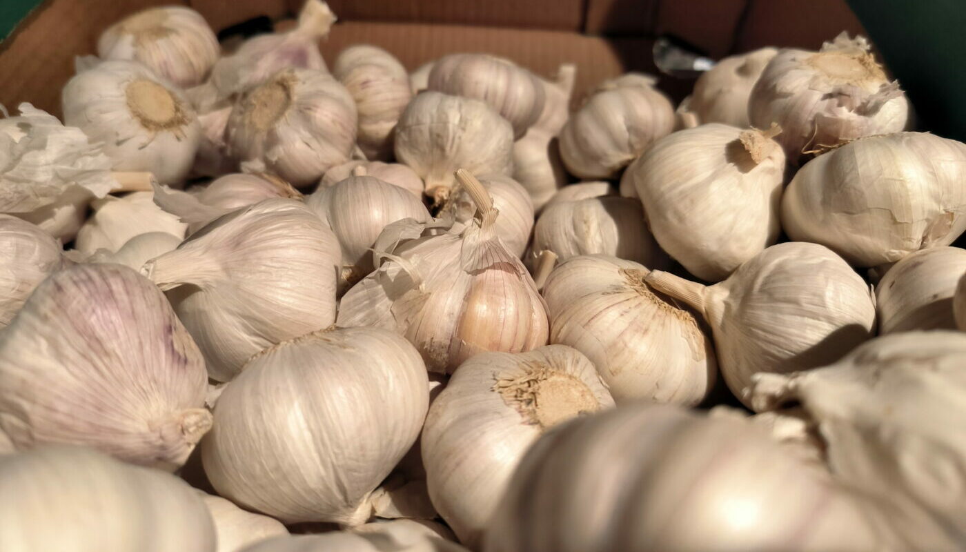 Озимый чеснок удивит крупными головками: три правила опытных огородников для выращивания культуры