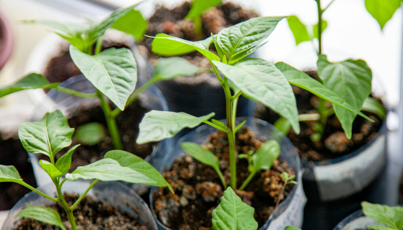 Крепкая и здоровая рассада: этот биопрепарат предотвратит развитие недугов у растений