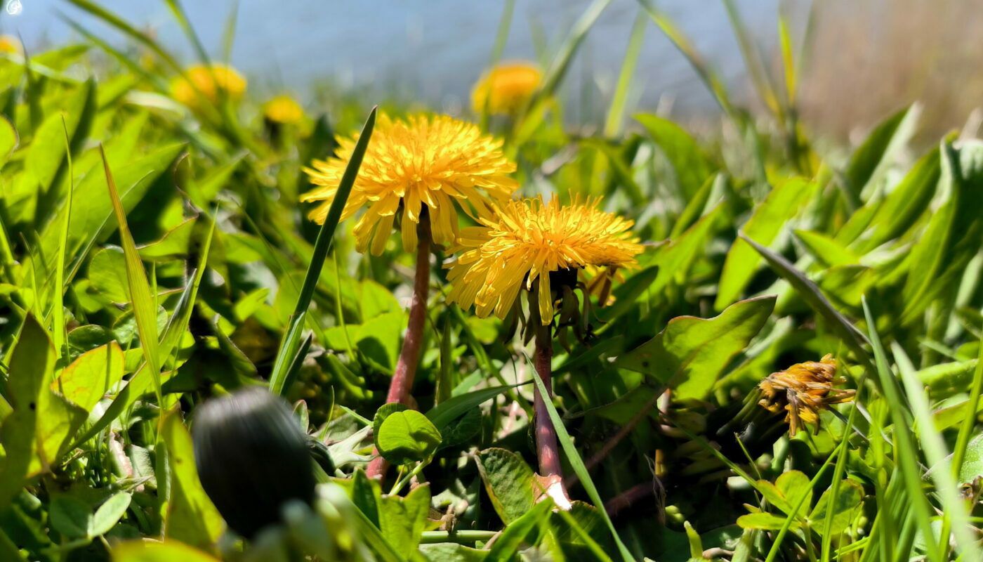 Сорняки, как индикаторы грунта на огороде: тестируем почву без лакмуса и специальных приборов