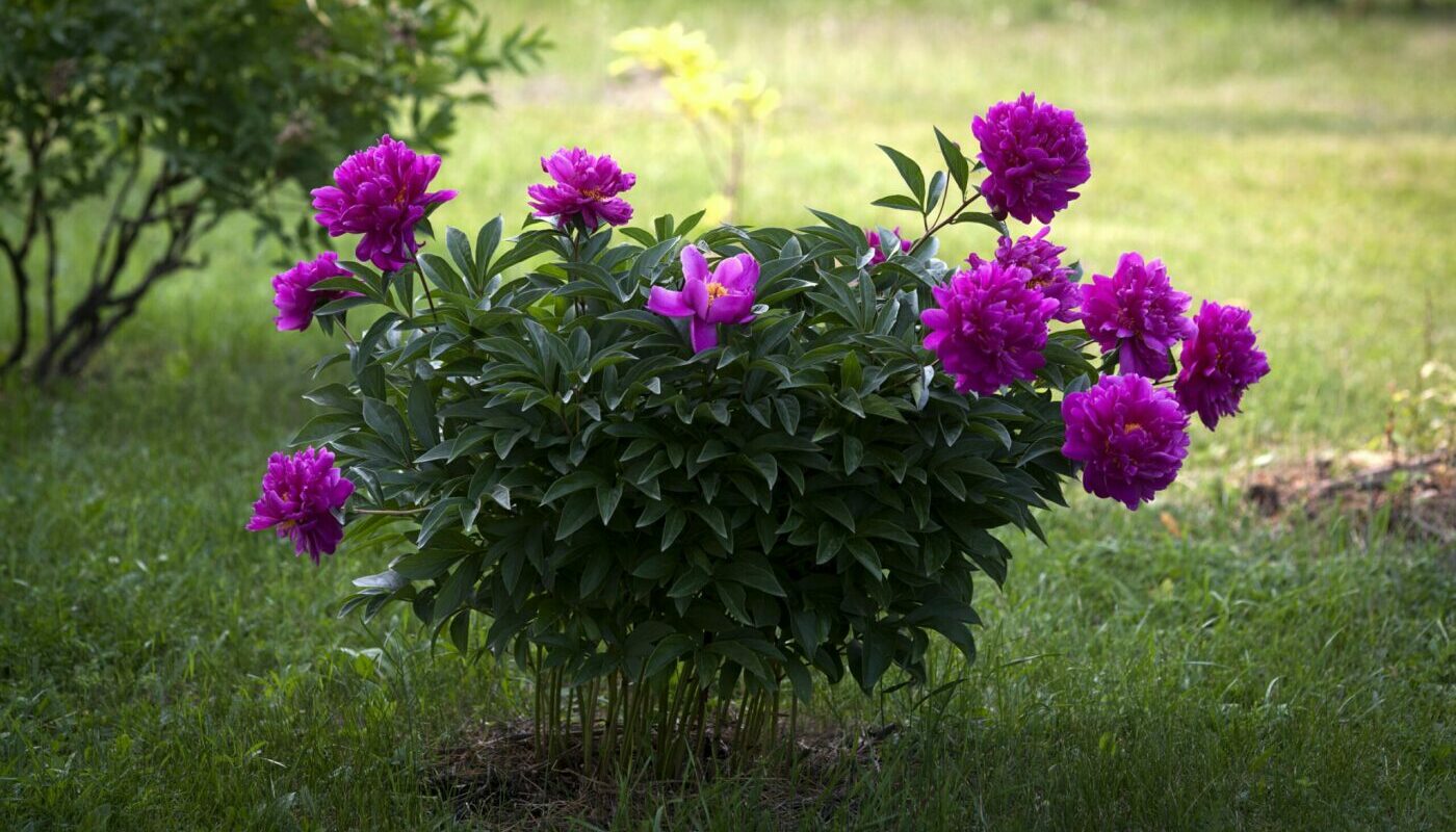 Пионы покроются пышными и красочными цветами: сделайте это весной на клумбе