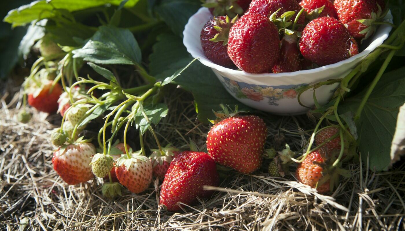 Клубника порадует обильным урожаем: лучшая подкормка на этапе созревания ягод