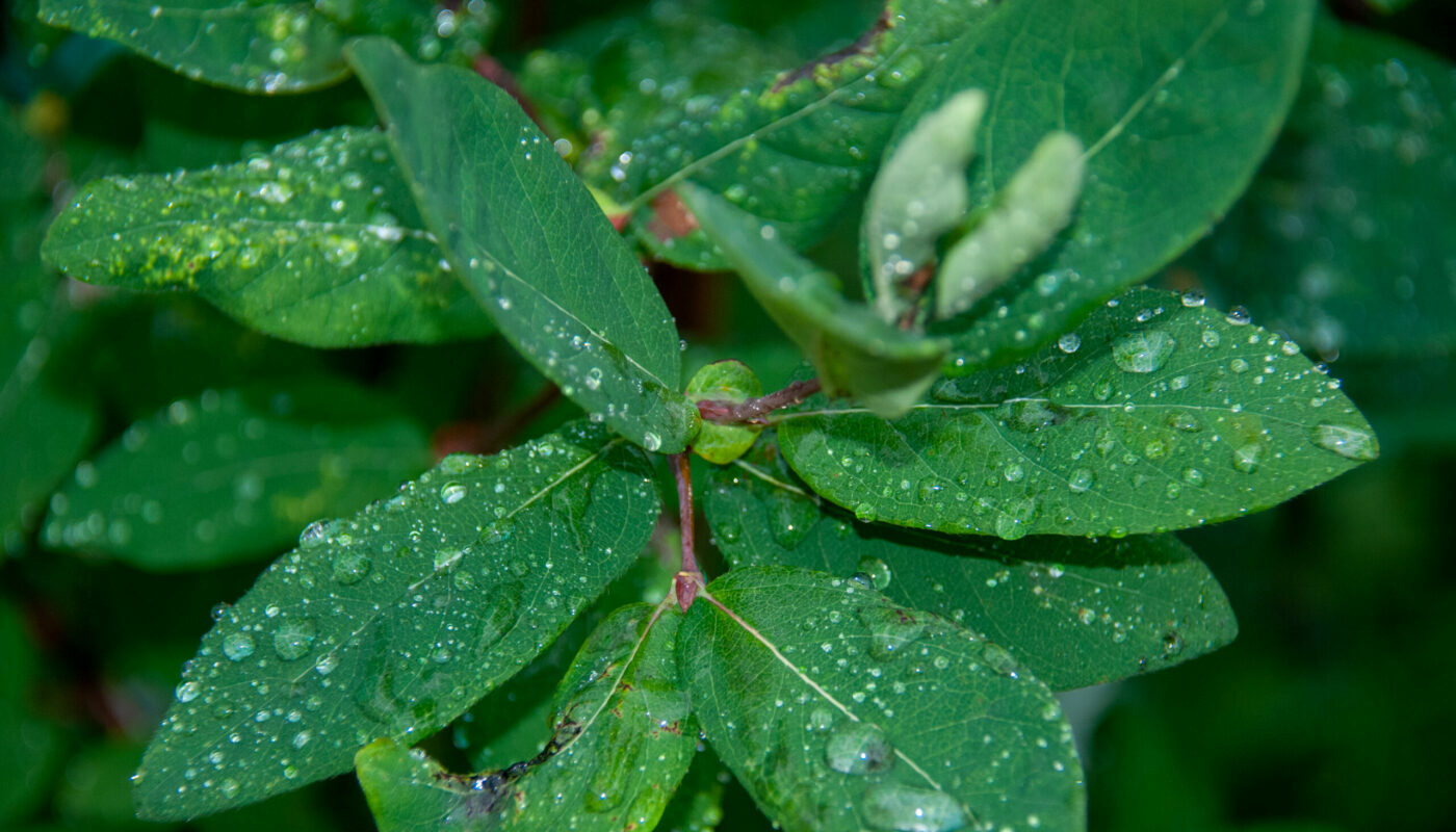 Жимолость посинеет от крупных ягод: 3 важных дела в мае для обильного урожая