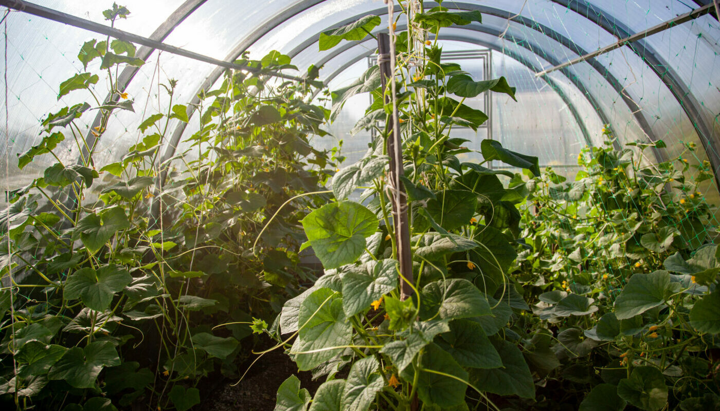 Огурцы соседям раздавать придется: супер-грядка для обильного урожая