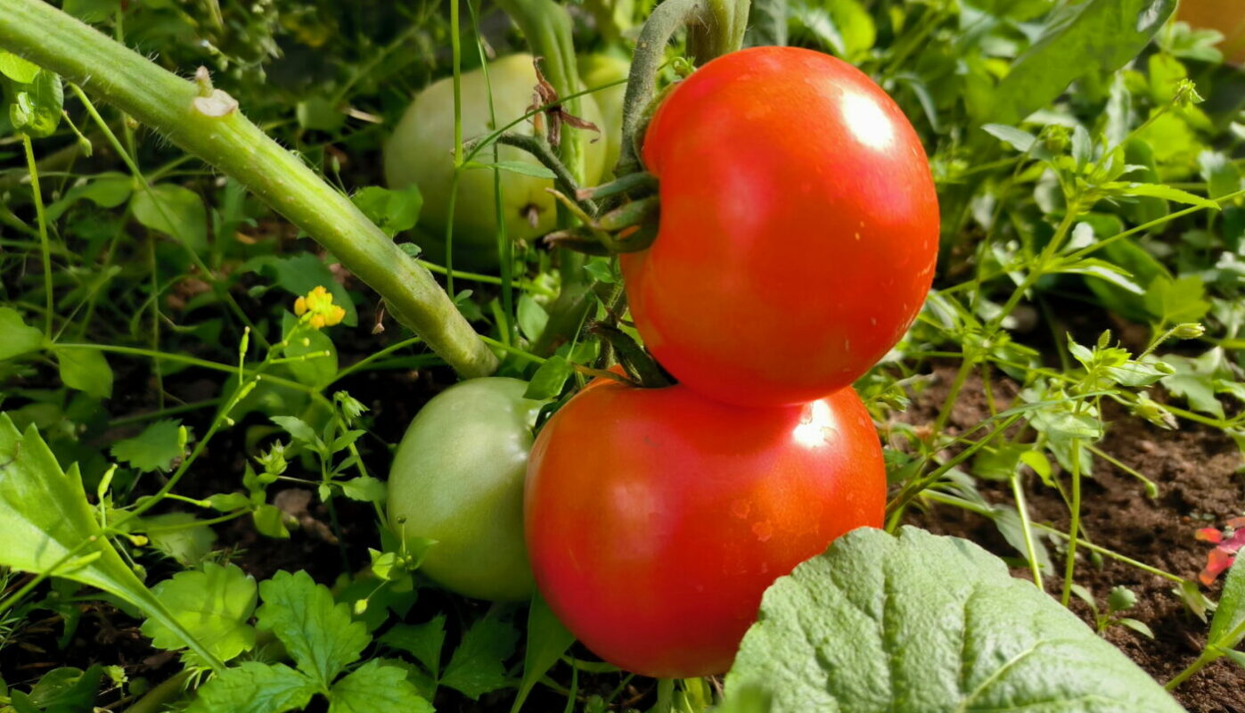 С такими «соседями» помидоры порадуют обильным урожаем: культуры – компаньоны для томатов