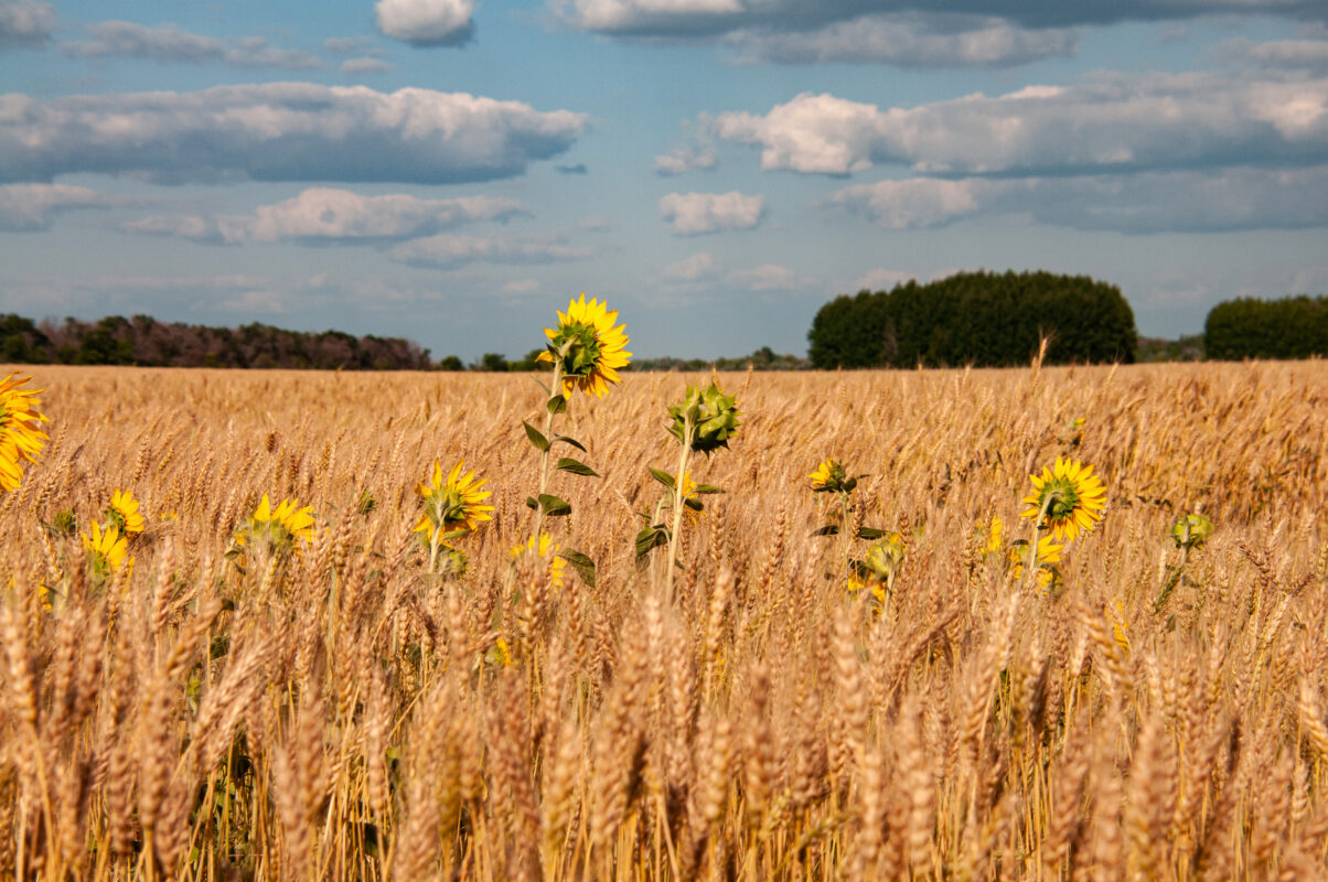 Запасы закончатся осенью. ООН предупреждает о «надвигающейся катастрофе» на рынке продовольствия