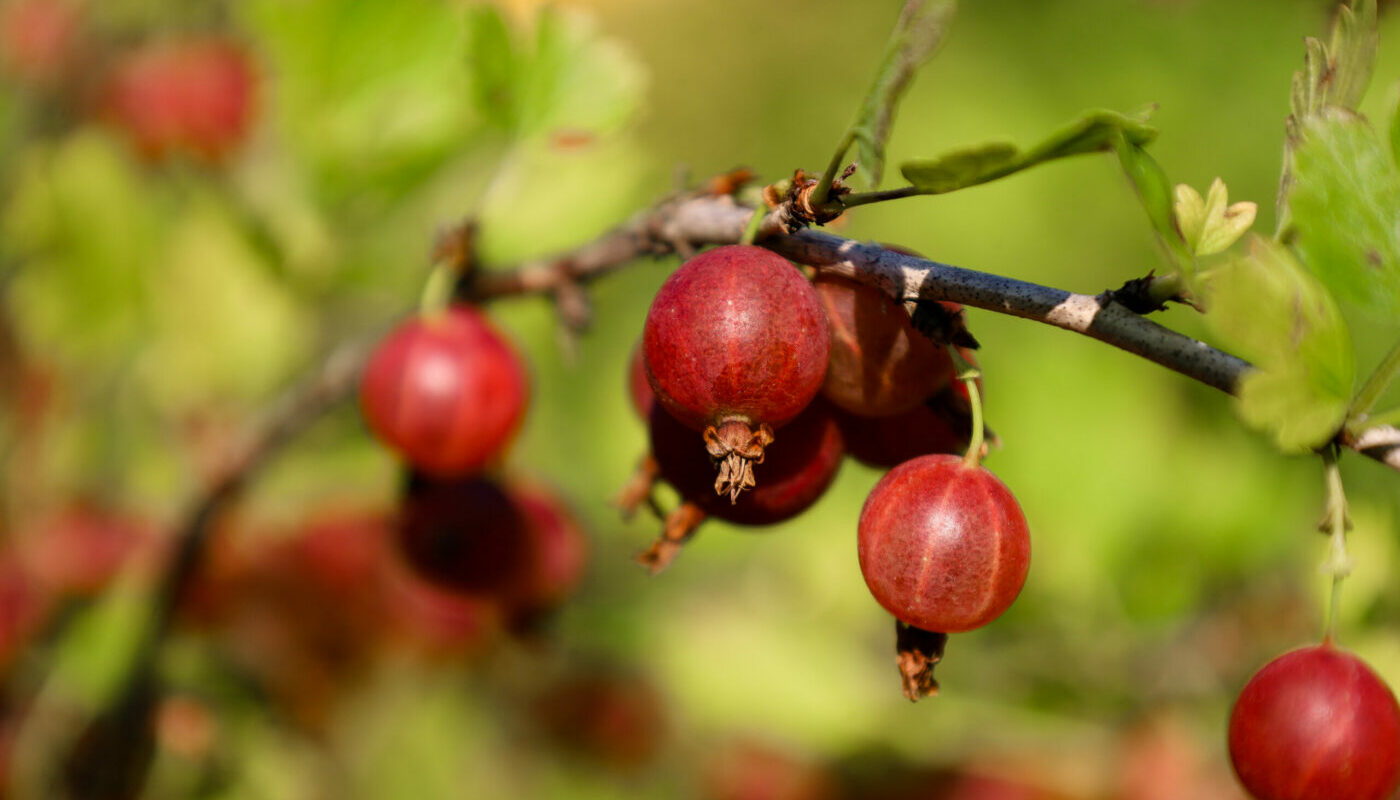 Крыжовник порадует обильным урожаем: как правильно ухаживать за культурой