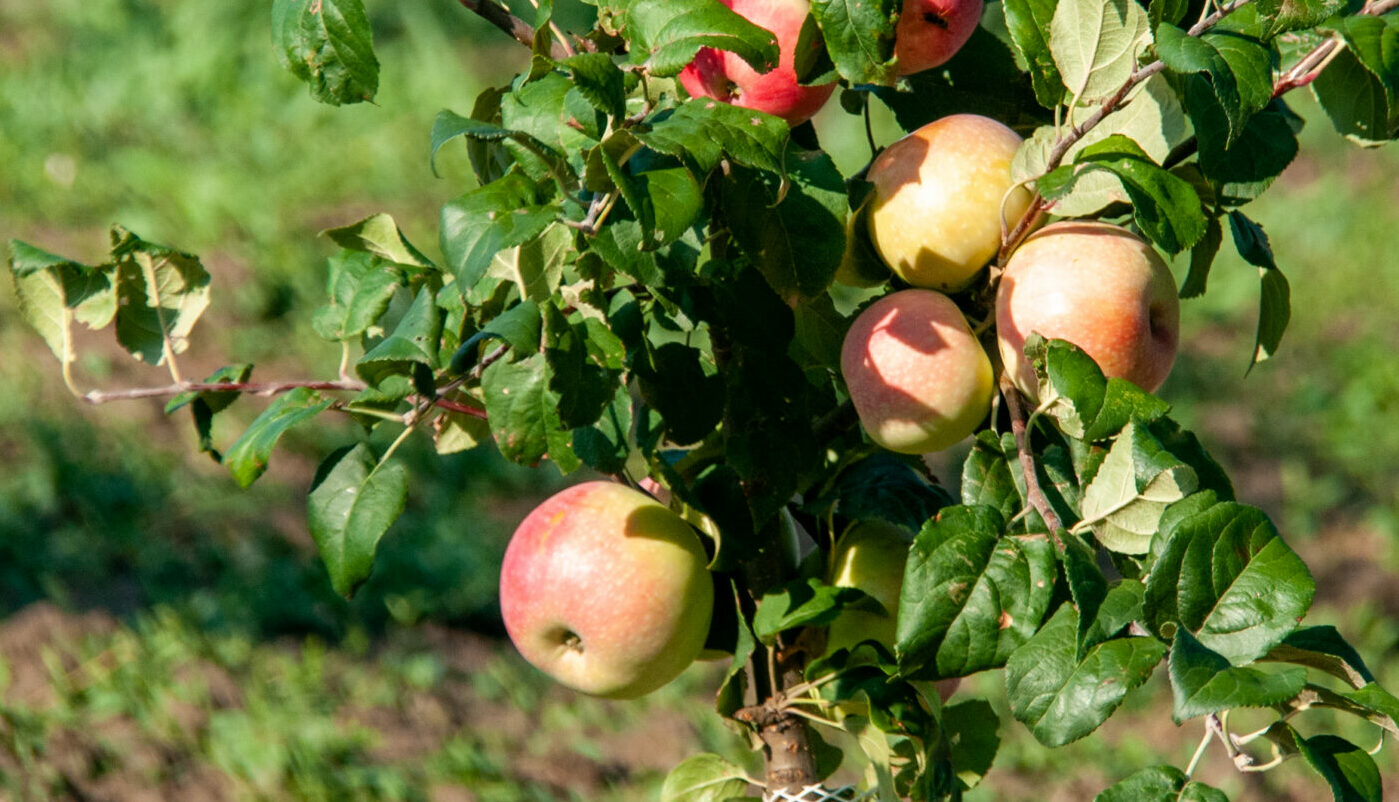 Такие удобрения погубят яблоню: что нельзя использовать для подкормки плодового дерева