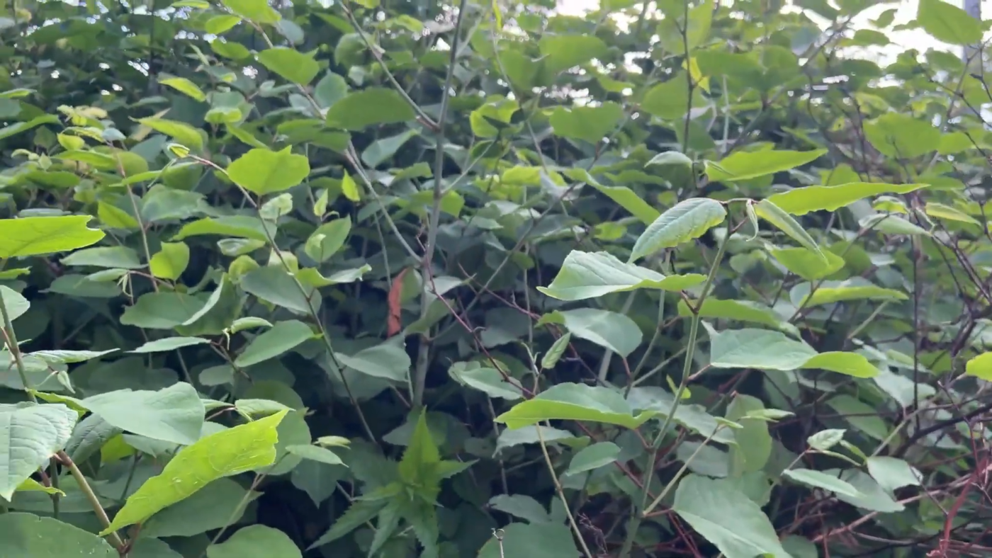 Эти растения настоящие захватчики: эффектно выглядят, но разрушают дома