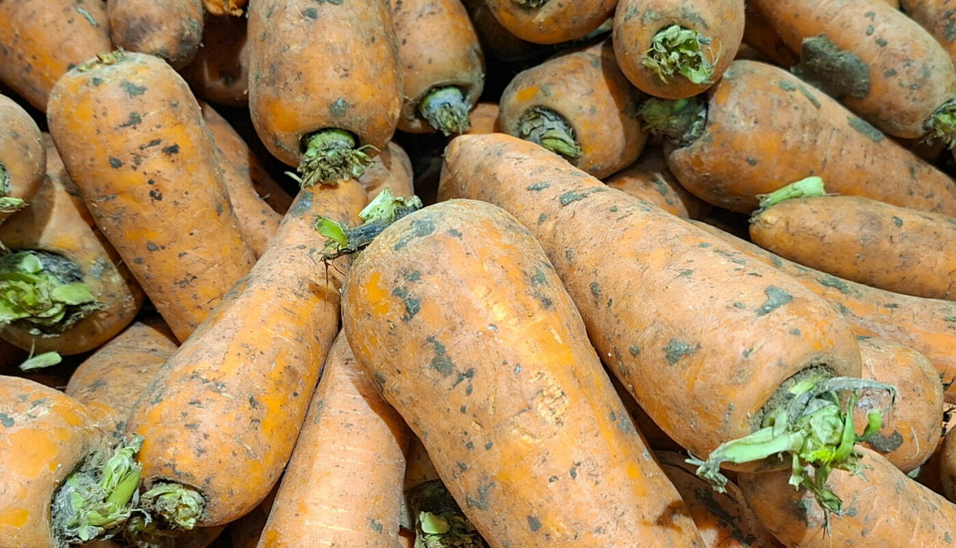 Подарит щедрый урожай: когда сеять семена моркови на грядку в 2026 году