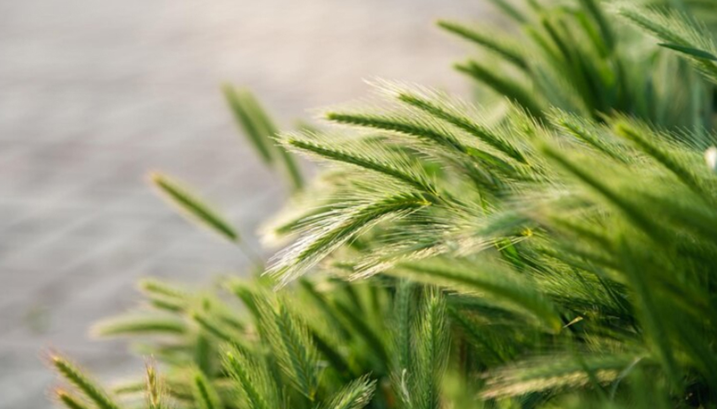 В Вологодской области увеличивают площади под озимые