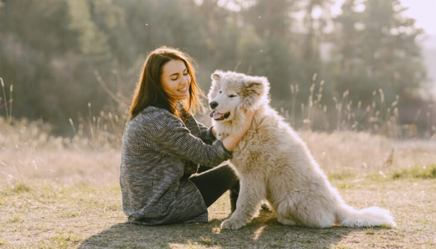 Названа сумма денег, которую вологжанин – владелец собаки потратит на её регистрацию