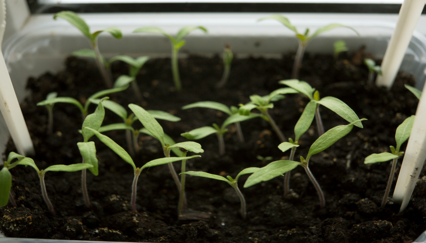 Хилые сеянцы превращаются в богатырей: что добавить в полив через месяц после всходов