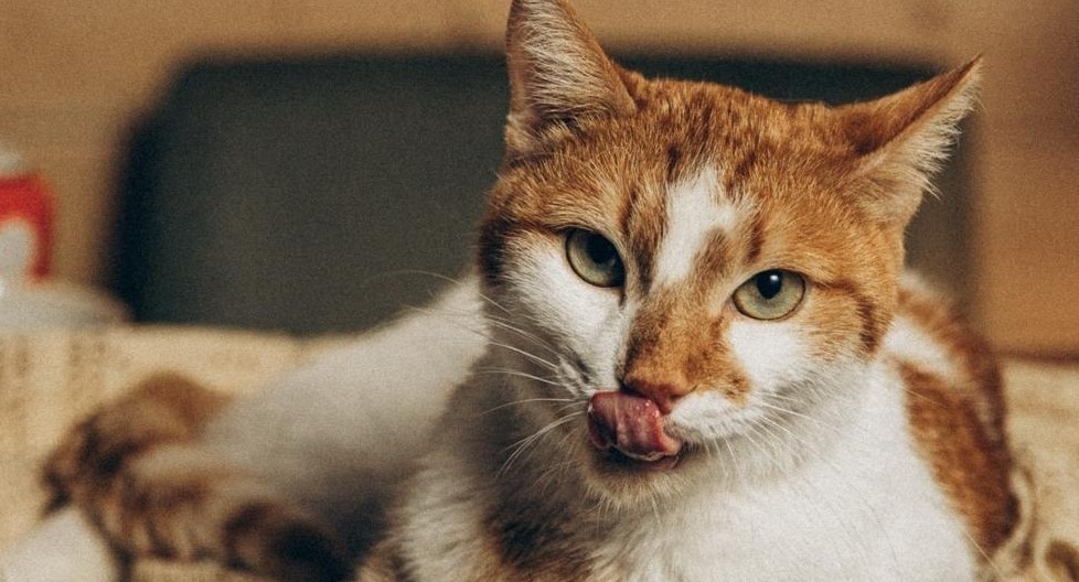 Короткометражка про вологодского кота претендует на победу всероссийского конкурса