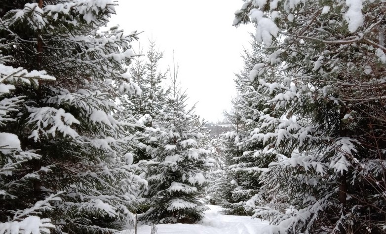 В четырёх округах Вологодчины сформировался снежный покров